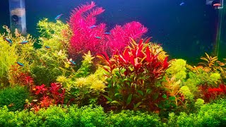 Ultimate Aquatic Garden Dutch style aquascape [upl. by Acinoed939]