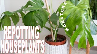 How to Repot a Houseplant  Repotting my Monstera Deliciosa cheese plant [upl. by Nuncia]