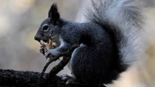 squirrel sound effect  sound of squirrel barking [upl. by Nosbig]