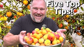 5 TIPS How to Grow a TON of Plums on ONE Small Tree [upl. by Iona338]