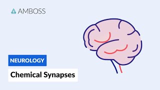 Chemical Synapses Neuronal Signal Transmission [upl. by Ettenhoj]