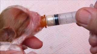 Using a Syringe to Feed a Newborn Puppy [upl. by Aribold]