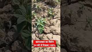 24घंटे में खरपतवार का सम्पूर्ण सफाया weed control [upl. by Leith]