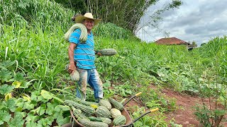 Ele plantou abóbora na beira da estrada e se surpreendeu com a colheita … [upl. by Leira]