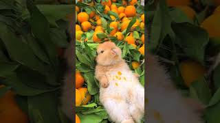 This little rabbit is a juicer right Cute pet debut plan rabbit rural cute pet [upl. by Gallenz445]