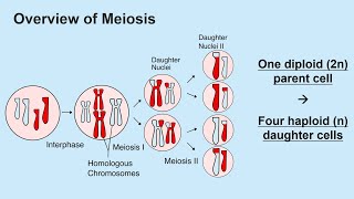 Meiosis and Gametogenesis Spermatogenesis and Oogenesis [upl. by Aldarcy95]