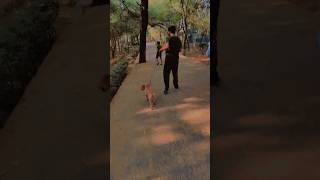 Bella in park goldenretreiver bella video trending dog shorts [upl. by Assirual340]