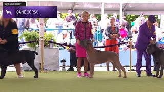 Cane Corsos  Breed Judging 2024 [upl. by Golter]