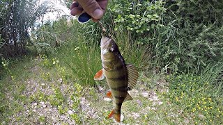 🎣Journée PECHE en LAC aux LEURRES SOUPLE cuillères  poissons nageurs ect [upl. by Ayoj]