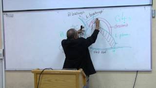 Anatomy 19th lec Dr Wagih  pt2 [upl. by Auos]