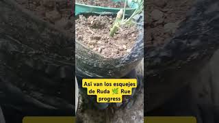 ¡Así van los esquejes de ruda 🌱 Stepbystep progress 🌿 Ruda Rue PlantasMedicinales HerbalPlant [upl. by Kela]