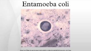 Entamoeba coli [upl. by Razaele]