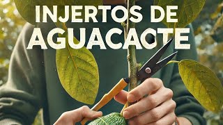 quotAprendiendo a Hacer Injertos de Aguacate Paso a Paso para Cultivar en Casaquot [upl. by Kcirdet562]