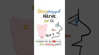 Glossopharyngeal Nerve  9th Cranial Nerve  CN IX  Neuroanatomy Part 2 anatomy [upl. by Redvers]