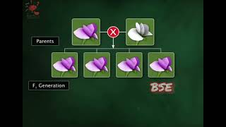 Mendels Law Of Dominance inheritance pattern biology 3danimation science [upl. by Truc]