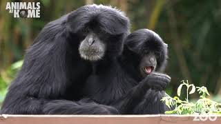 The sound of Siamangs [upl. by Ahsinehs]