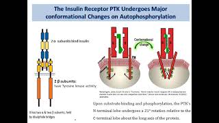 Signal transduction part 2 [upl. by Ronald]