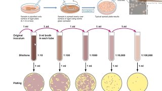 Viable cell count [upl. by Peltier]