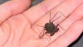 Care guide for a tailless whip scorpion🫶🏻 [upl. by Oralie]