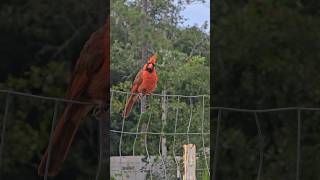 UpClose Encounter Friendly Cardinal Allows Close Filming [upl. by Tiffanie]