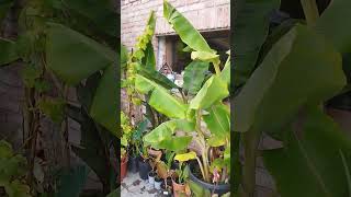 Musa  canna amp ensete outside in octobre [upl. by Wertheimer]