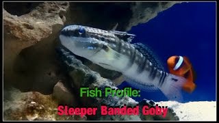 Fish Profile Sleeper Banded Goby [upl. by Eivets198]