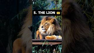 TOP 10 ANIMAL CAN DEFEAT A TIGER 🐅 shortvideo TIGER VS LIOn VS [upl. by Aihsik]