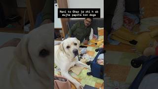 Nani ja rhi h ab mujhe papita kon dega 🥹🐾🐶 labrador pawsomelove cutedog pawsome trending [upl. by Faso]