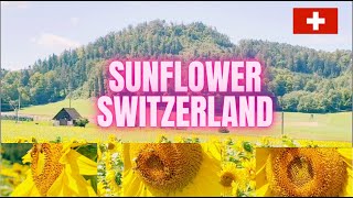 SUNFLOWER FIELD IN SWITZERLAND india phillipines indonesia subscribers subscribe switzerland [upl. by Latoniah14]