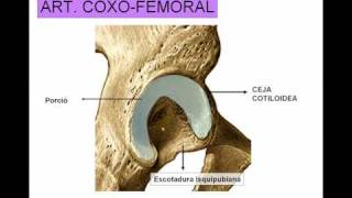 ARTICULACION DE LA CADERA [upl. by Peisch]