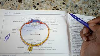 OPHTHALMOLOGYeye introduction of basic anatomy a revision lecture [upl. by Ngo]