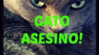 Gato comiendo raton NO APTO PARA ASQUEROSOS [upl. by Omolhs]