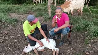 Desinfección de ombligo en terneros [upl. by Aniv]