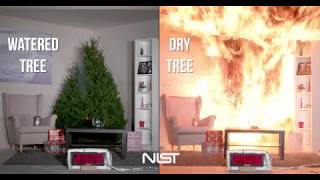 Christmas tree  watered vs dry [upl. by Eelloh]