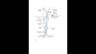 Great and small saphenous vein📝 trending mbbslife lowerlimb anatomy medicalconcepts28 [upl. by Intruoc346]