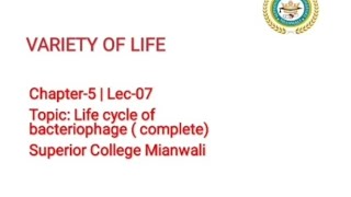 Lytic and Lysogenic Cycle of Bacteriophages  Life cycle of Bacteriophages 11 Class Biology [upl. by Freeman]