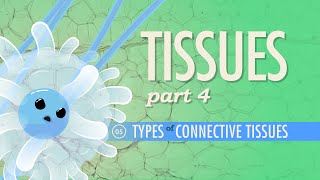 Tissues Part 4  Types of Connective Tissues Crash Course Anatomy amp Physiology 5 [upl. by Antons453]