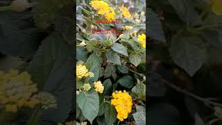 Lantana plant highlights everyone lantanaplant youtubeshort pinayofwvlog [upl. by Brainard448]