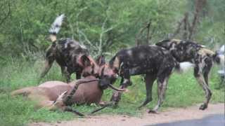 Wild Dog Kill South Africa Kruger Park [upl. by Annuaerb889]