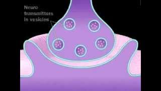 Neuronal Synaptic Cleft  A Level Biology [upl. by Diane-Marie]