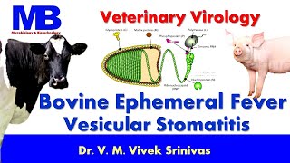 BOVINE EPHEMERAL FEVER  VESICULAR STOMATITIS  Microbiology  Vivek Srinivas  Animalhealth [upl. by Lisette]