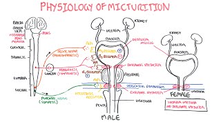 Physiology of Micturition [upl. by Marsden838]