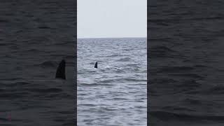 Minke Whales At Whitby [upl. by Otineb]