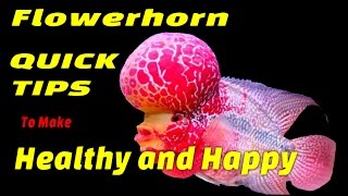 Flowerhorn Fish Tips to Make Happy and Healthy [upl. by Harle]