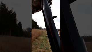 Pheasant Hunting Michigan Rooster Down Pheasant PheasantHunting Hunting Upland UplandHunting [upl. by Etsirk294]