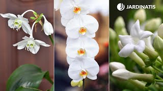 Plantas de interior con flores blancas  Decogarden  Jardinatis [upl. by Herries]