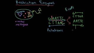 Restriction Enzymes [upl. by Slade]