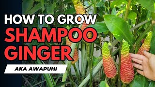 Grow Shampoo Ginger aka Awapuhi with These Expert Tips awapuhi homesteading garden ginger [upl. by Wachter]