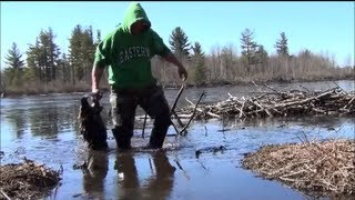 MUSKRAT TRAPPING BEAVER TRAPPING SPRING WATER TRAPPING PT 2 [upl. by Katey686]