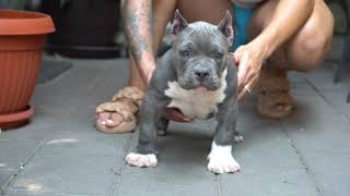 MALE FOR SALE 2 MONTS AND 3 WEEKS OLD AMERICAN BULLY POCKET PRODUCT BIGDOGS ROMANIA KENNEL [upl. by Dekeles]